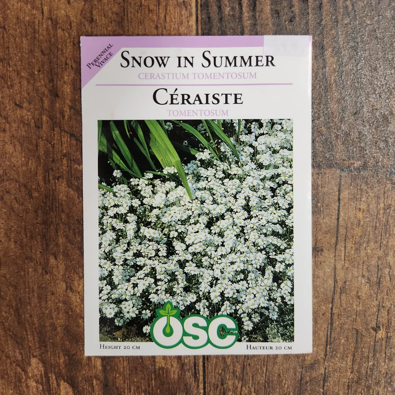 Cérastium 'Neige en été'