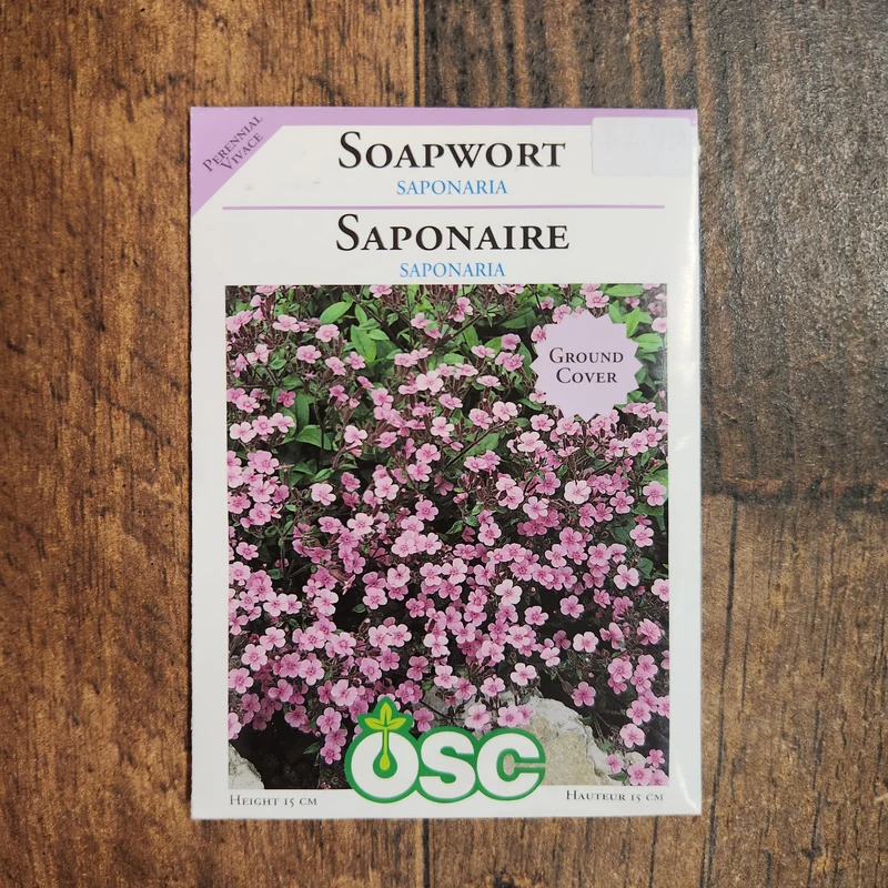 Saponaire 'Saponaria'