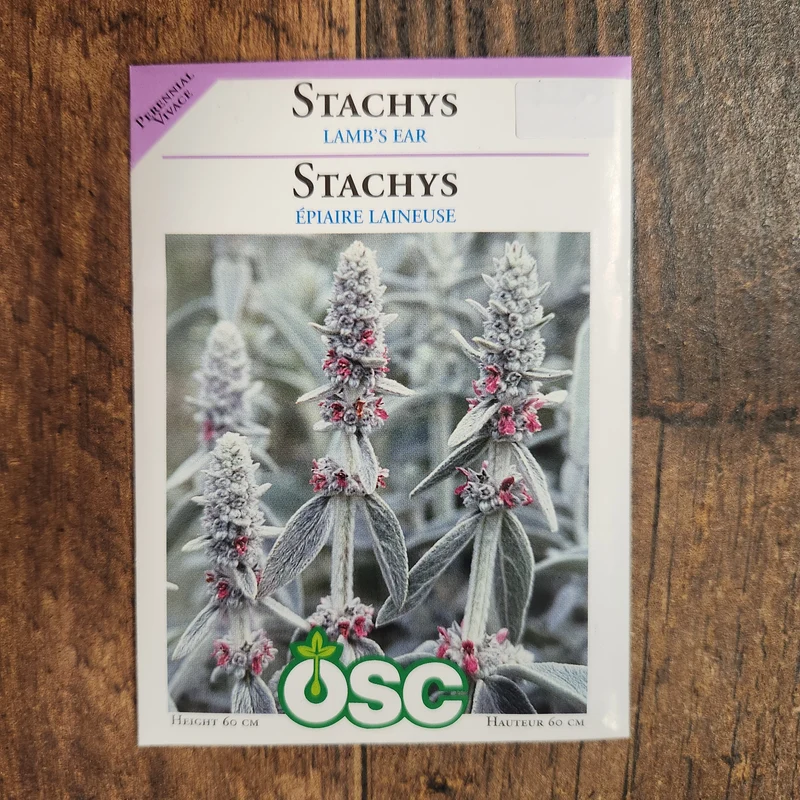 Stachys 'Lamb's Ear'