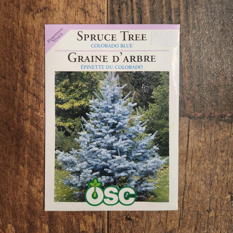 Épinette bleue du Colorado