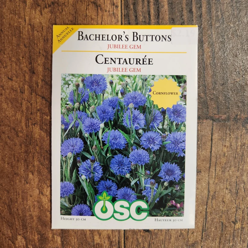 Boutons de Bachelor 'Jubilee Gem'