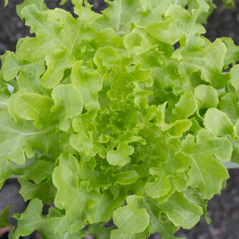 Laitue à feuilles de chêne