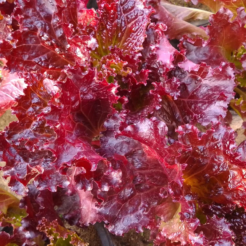 Laitue frisée 'Ruby Red'