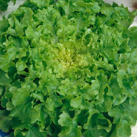 Laitue à feuilles de chêne 'Salad Bowl'