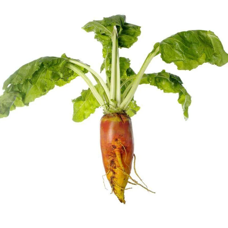 Betterave mangel 'Giant Red'