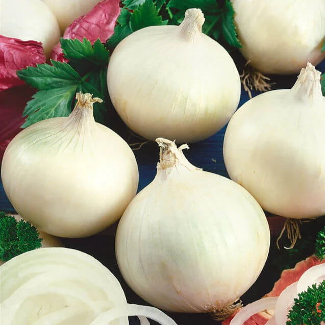 Oignon 'Blanc Doux d'Espagne'