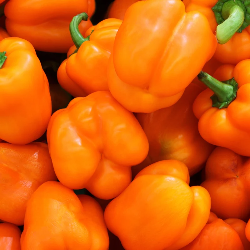 Poivron orange 'Orange Sun'