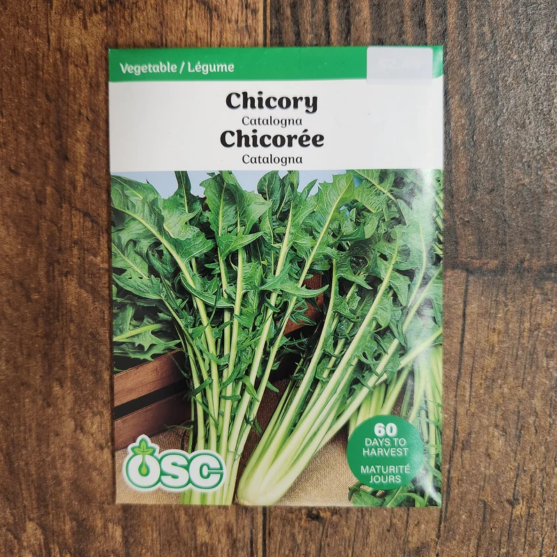 Chicorée 'Catalogna'
