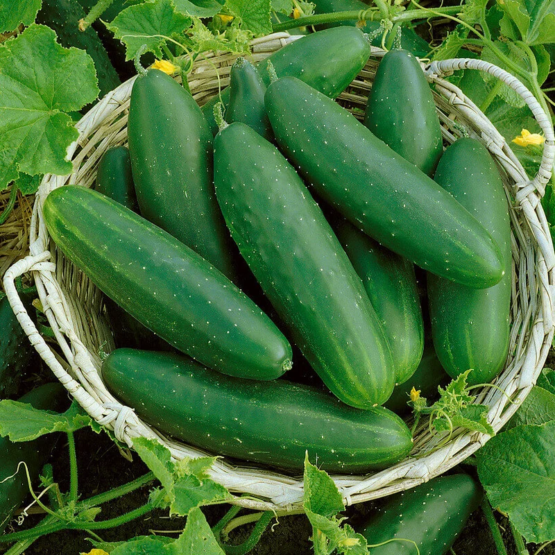 Concombre 'Marketmore'