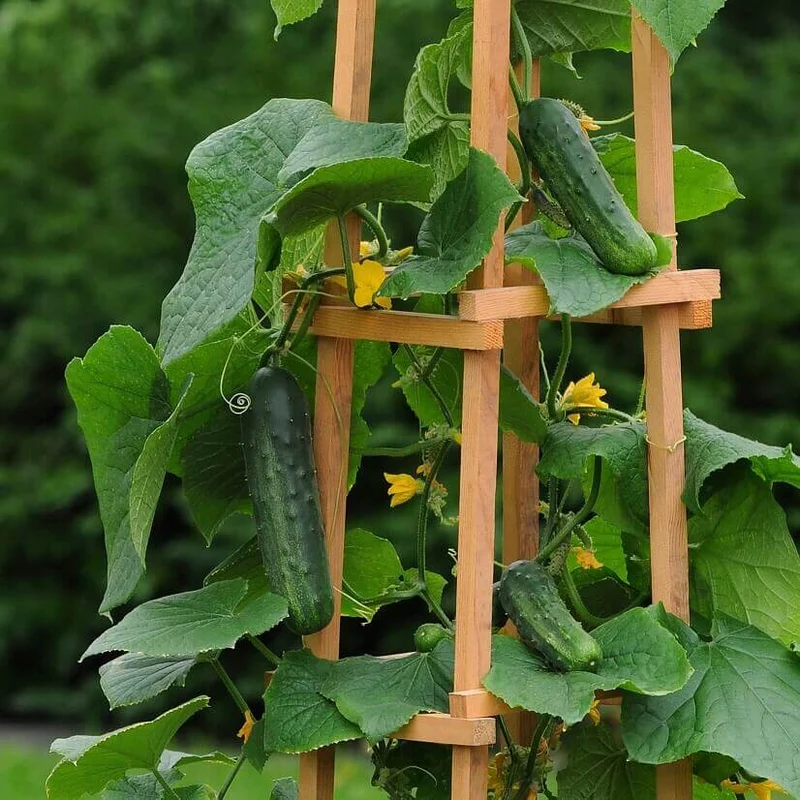 Concombre 'Patio Snacker'