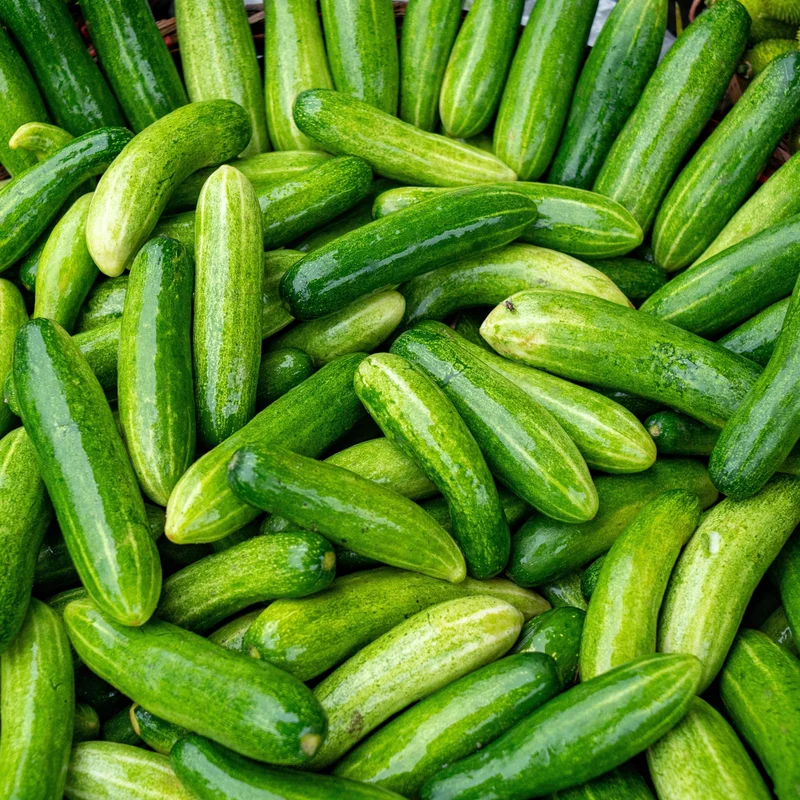 Concombre 'Slicemore'
