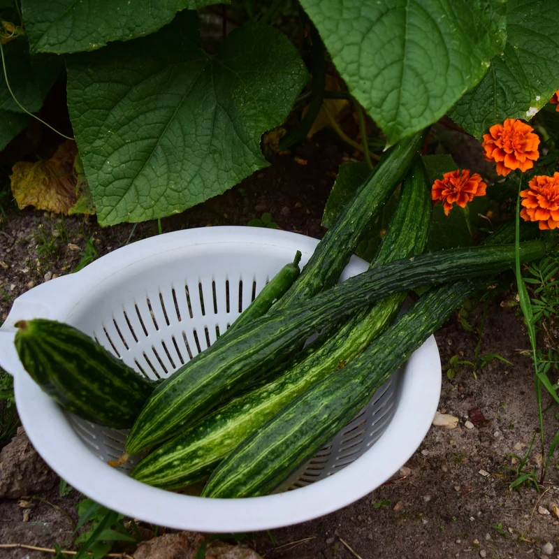 Concombre 'Suyo Long'