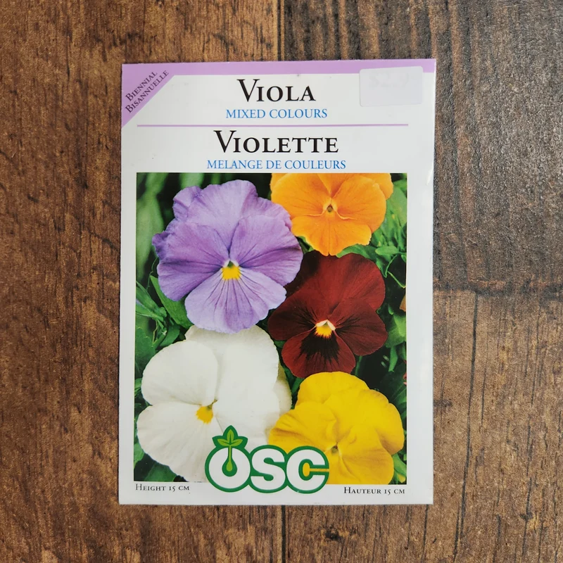 Violette 'Couleurs Mixtes'