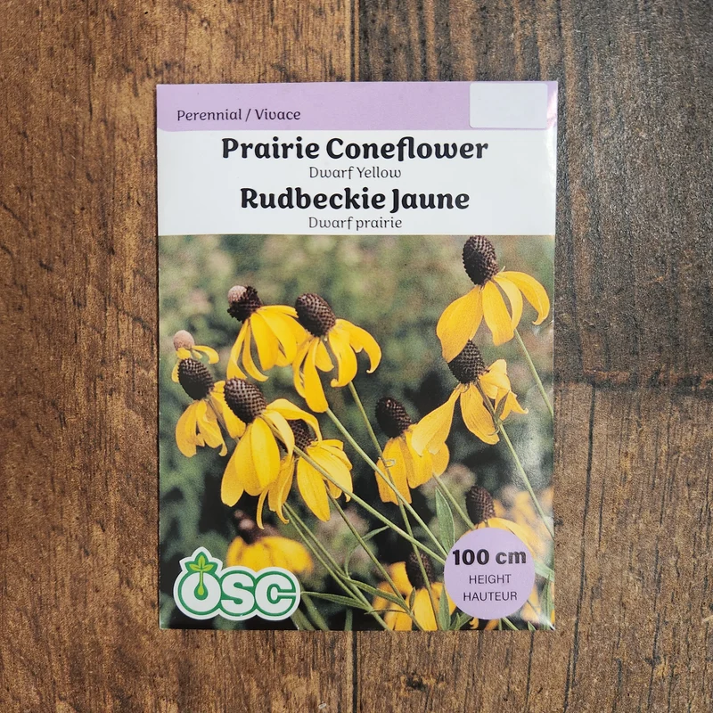 Rudbeckia nain jaune