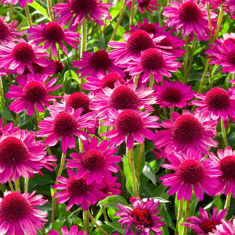 Échinacée pourpre 'Pow Wow Wild Berry'