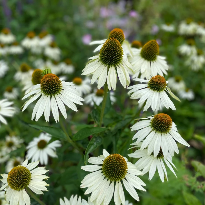 Échinacée 'White Swan'