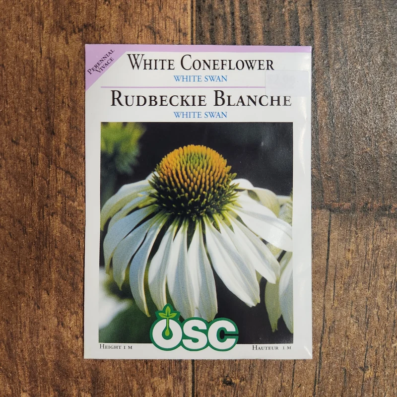 Échinacée 'White Swan'