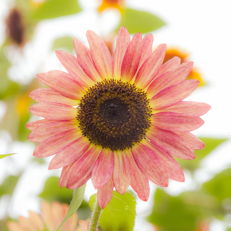 Tournesol 'Cherry Rose'