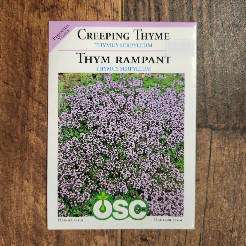 Thym serpolet (rampant)