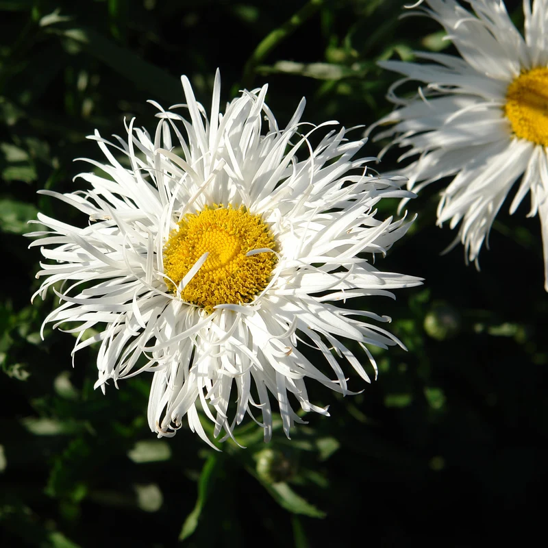 Marguerite 'Crazy Daisy (Double)'