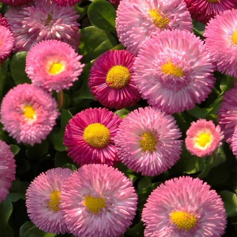 Marguerite Anglaise 'Géante Double Mixte'