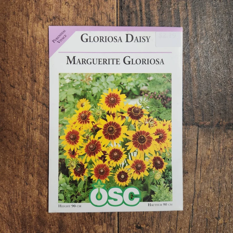 Rudbeckie 'Gloriosa Daisy'