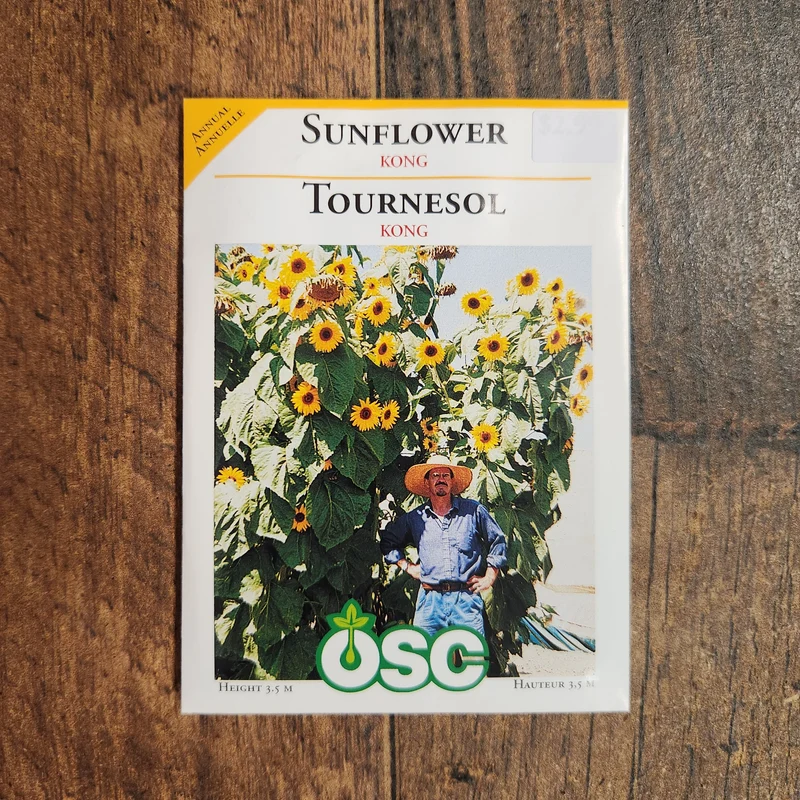 Tournesol 'Kong'