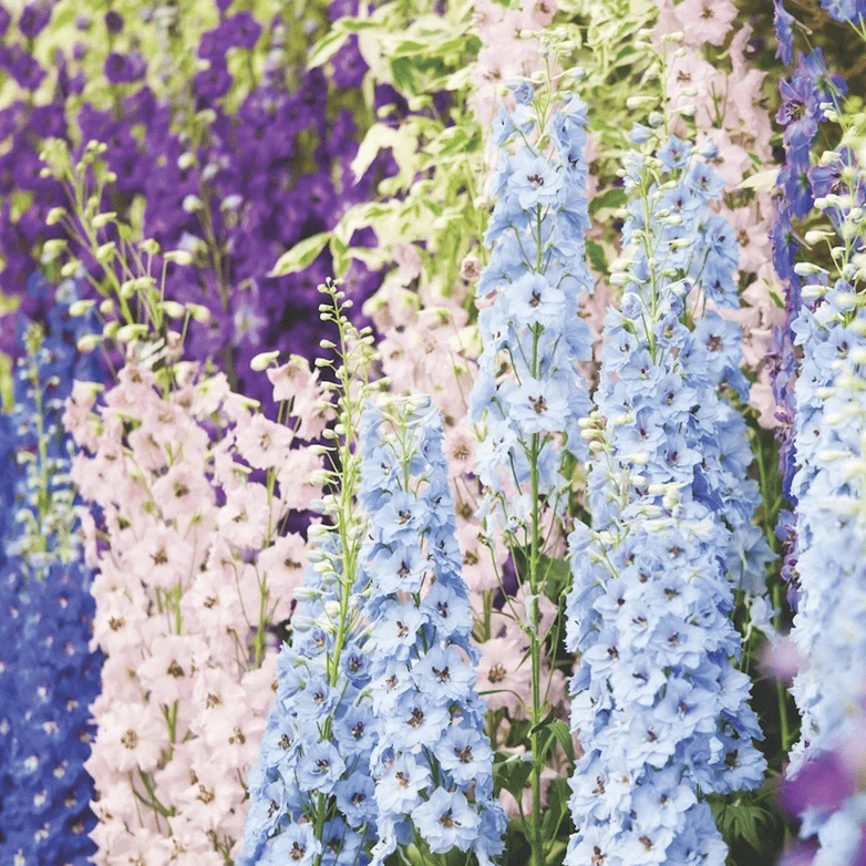 Pied d'alouette 'Magic Fountains Mixed'