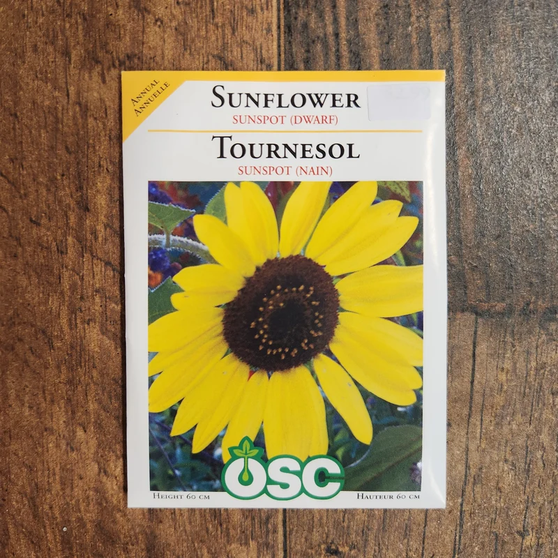 Tournesol nain 'Sunspot'