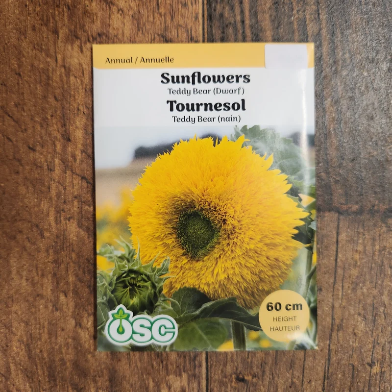 Tournesol 'Teddy bear'