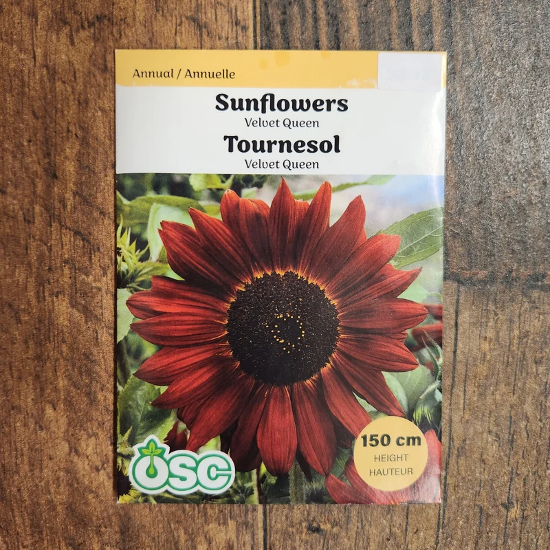 Tournesol 'Velvet Queen'