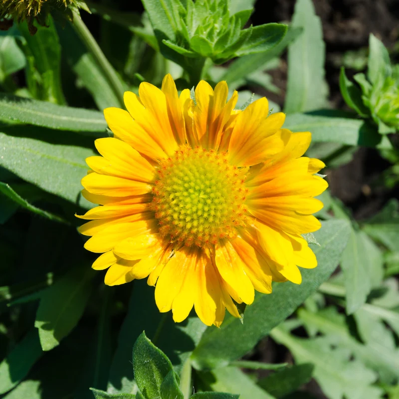 Gaillarde 'Hybride Jaune Mesa'
