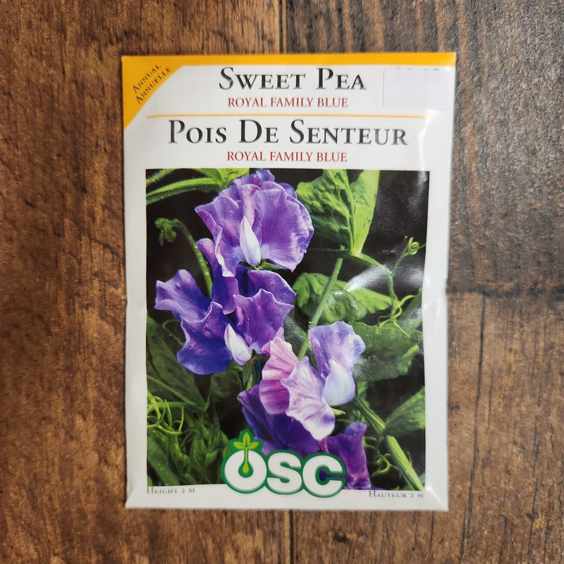 Pois de senteur 'Royal Family Blue'