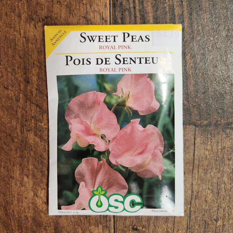 Pois de senteur 'Royal Pink'