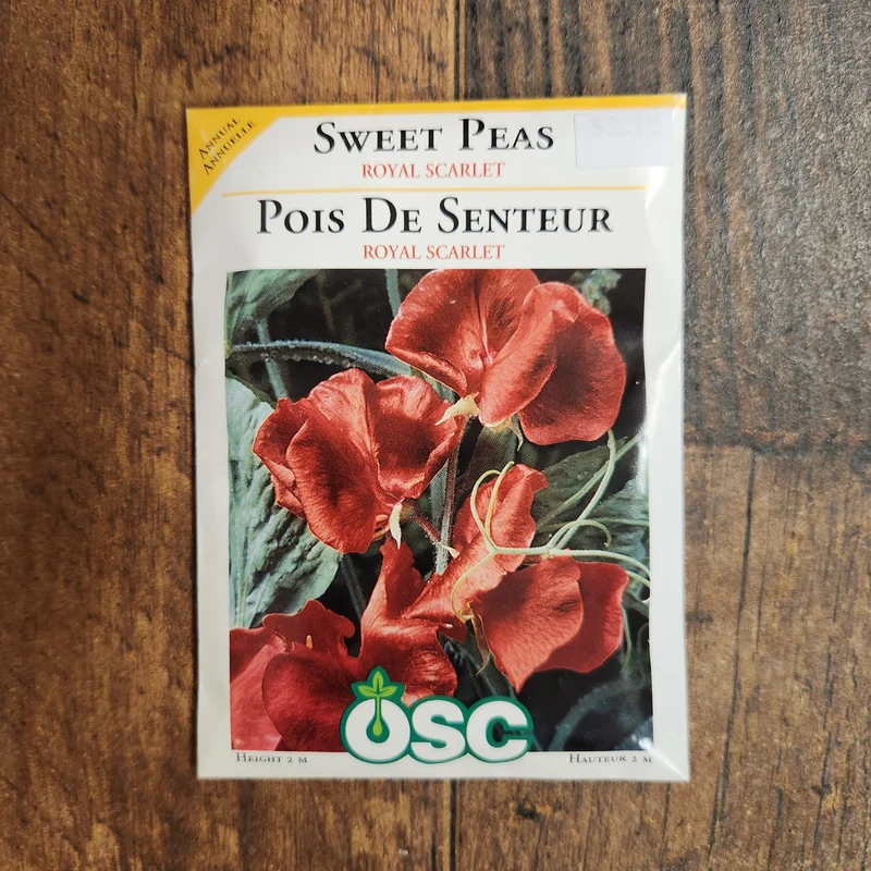 Pois de senteur 'Royal Scarlet'