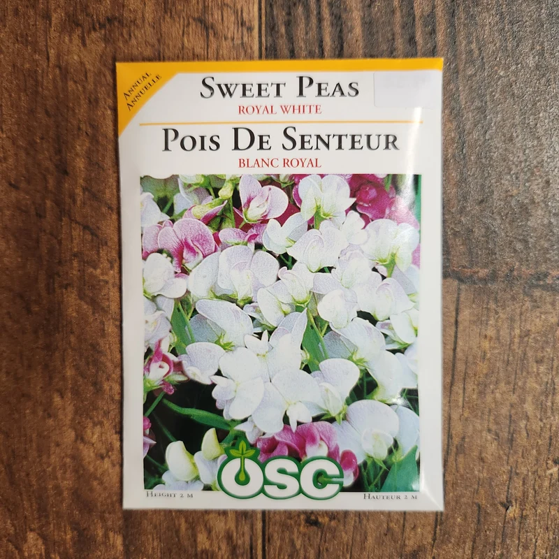 Pois de senteur 'Royal White'