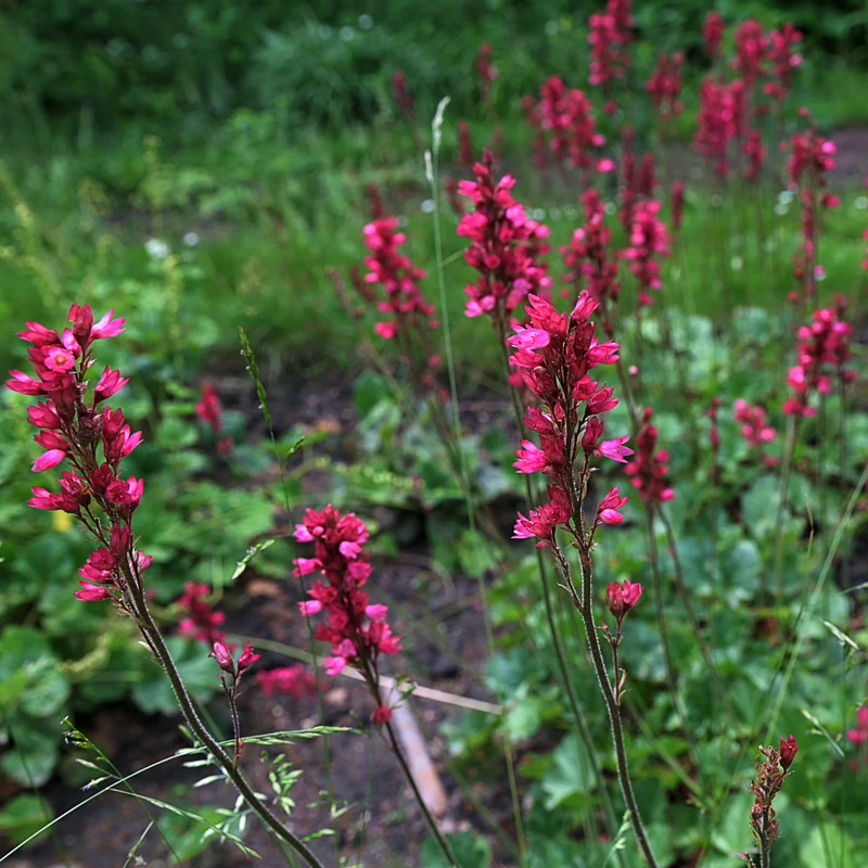 Heuchère Bressingham 'Clochettes de Corail'