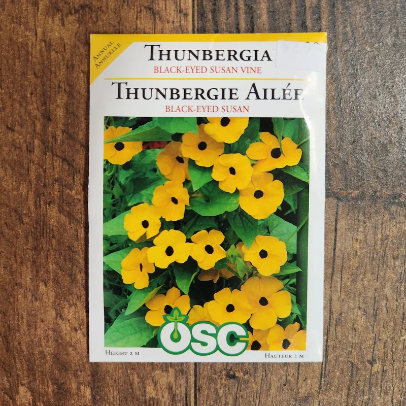 Thunbergia 'Susan Vine aux yeux noirs'