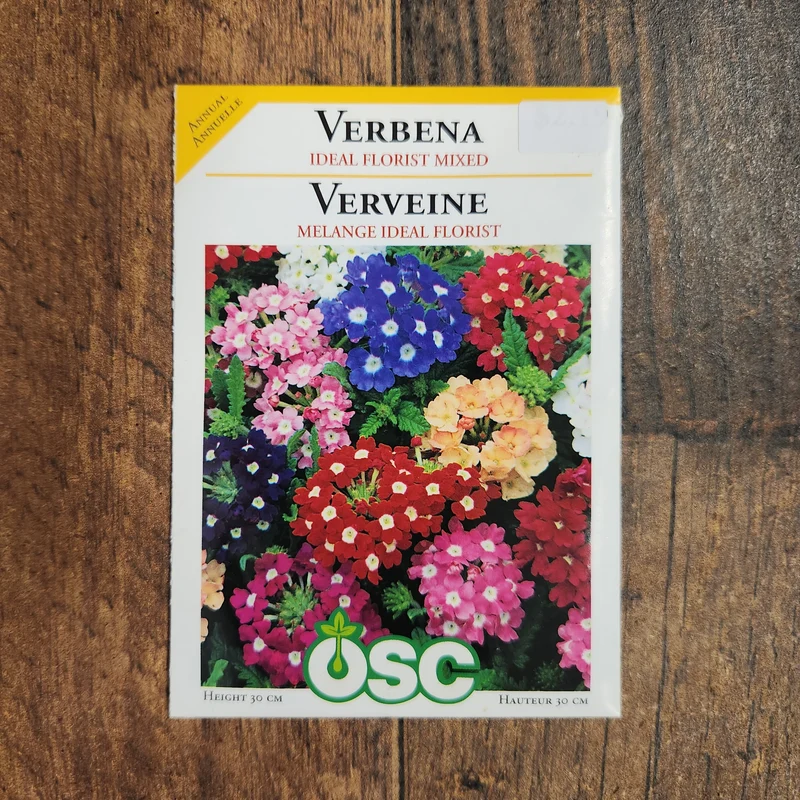 Verveine 'Mélange Idéal Fleuriste'