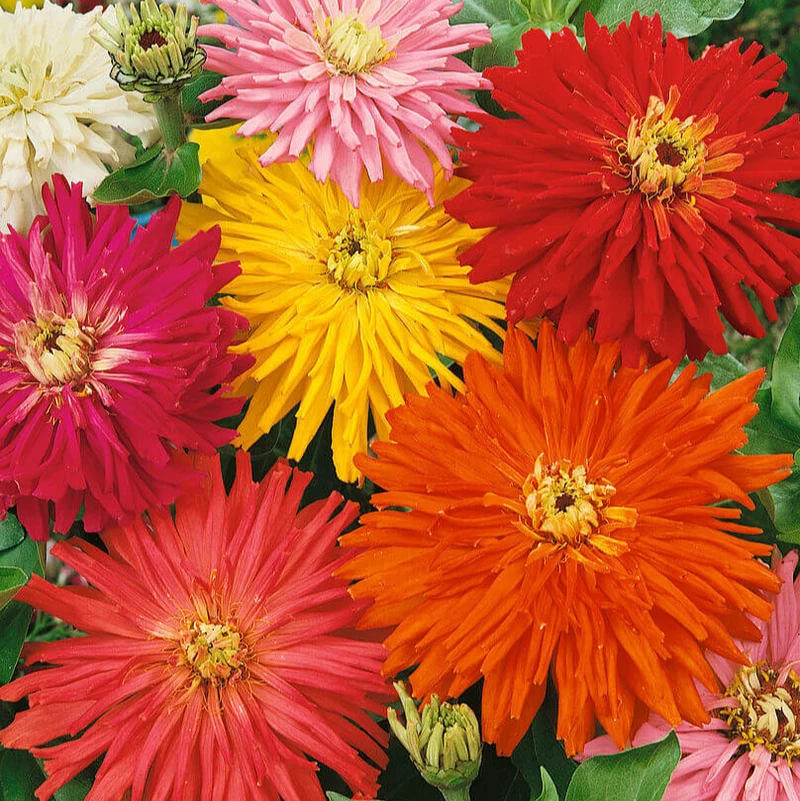 Mélange de zinnia à fleurs de cactus