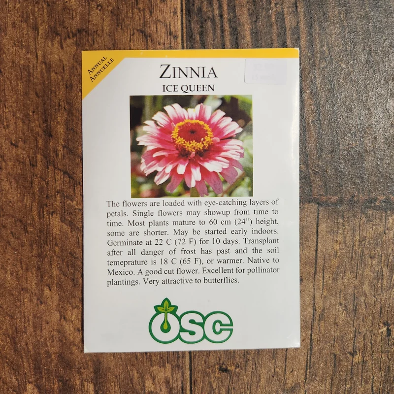 Zinnia 'Reine des Glaces'