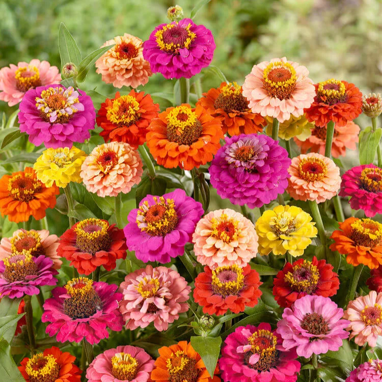 Mélange de zinnia 'Thumbelina'