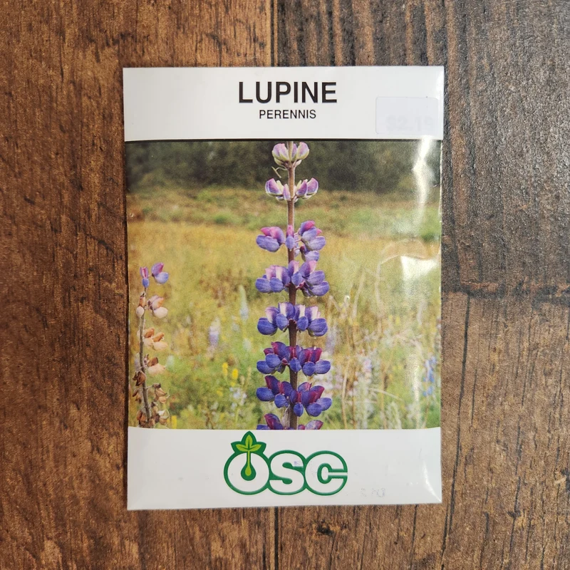 Lupin perennis