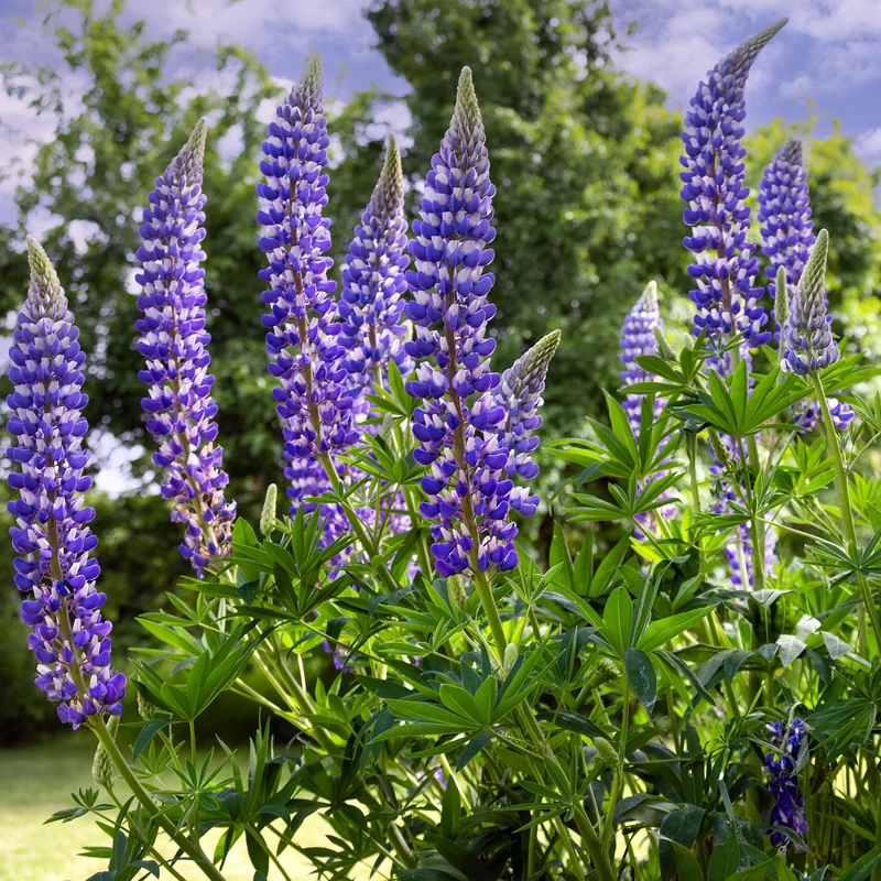 Lupin Hybride 'Bleu de Russell'