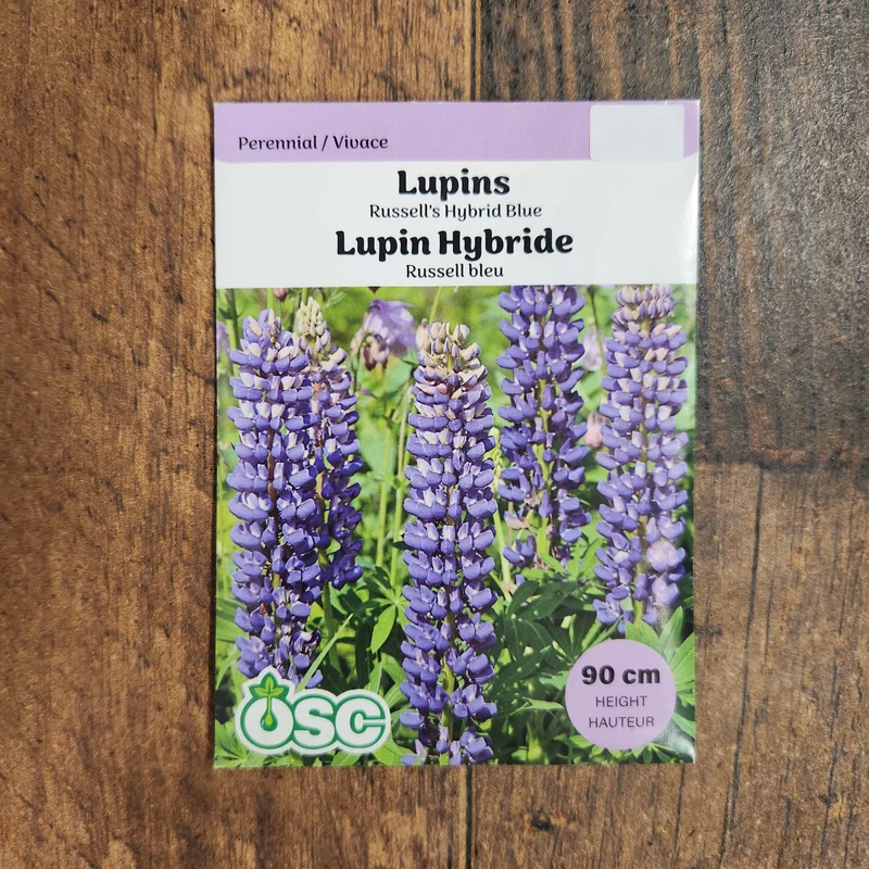 Lupin Hybride 'Bleu de Russell'