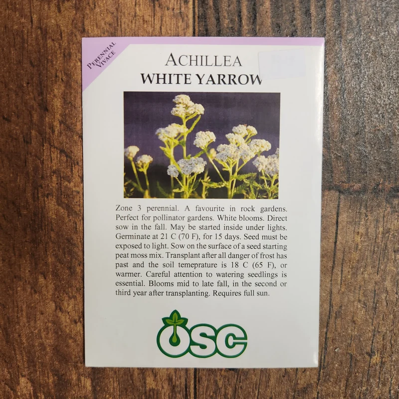 Achillée millefolium