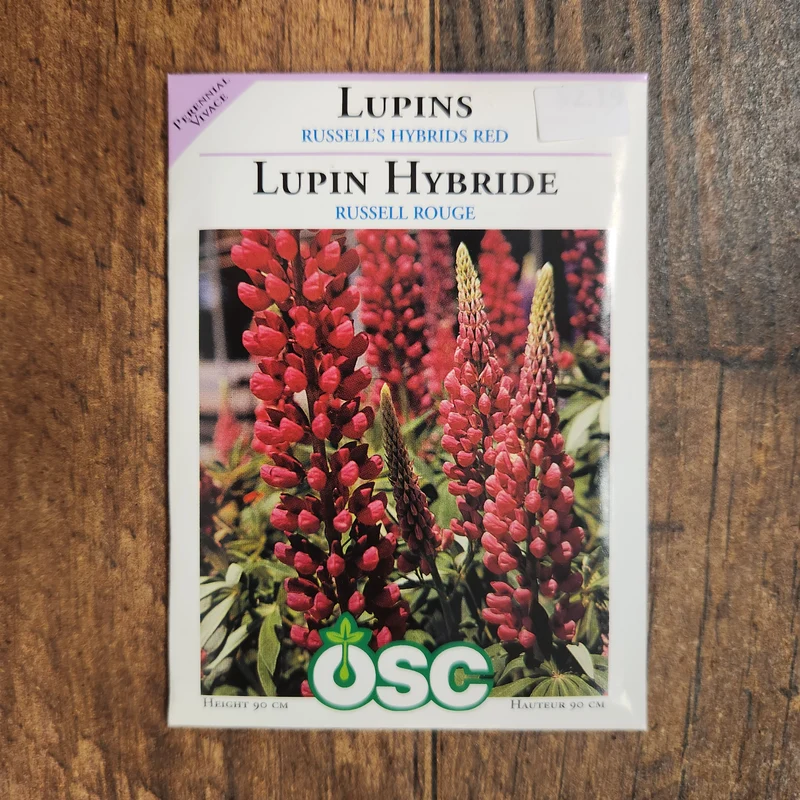 Lupin Hybride 'Rouge de Russell'