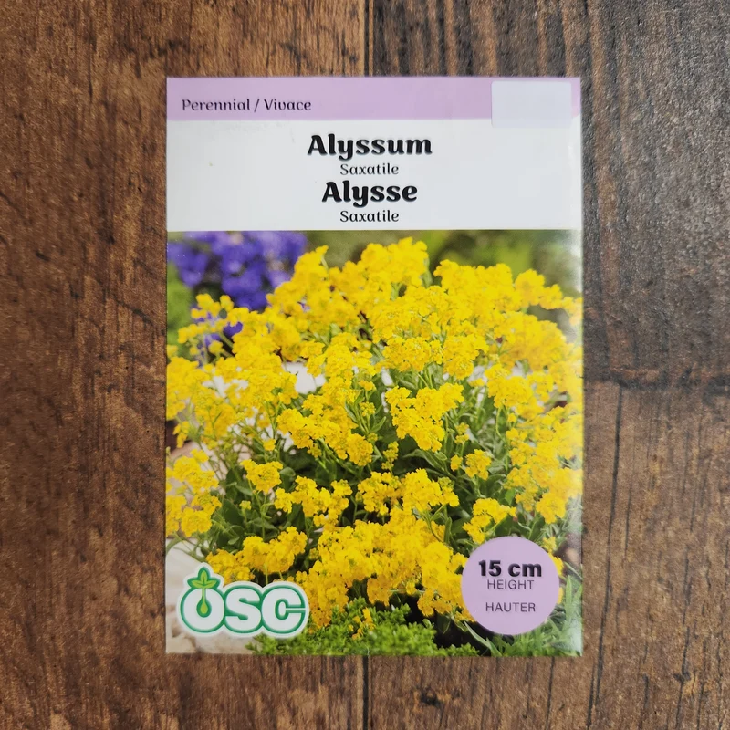 Alyssum 'Saxatile'