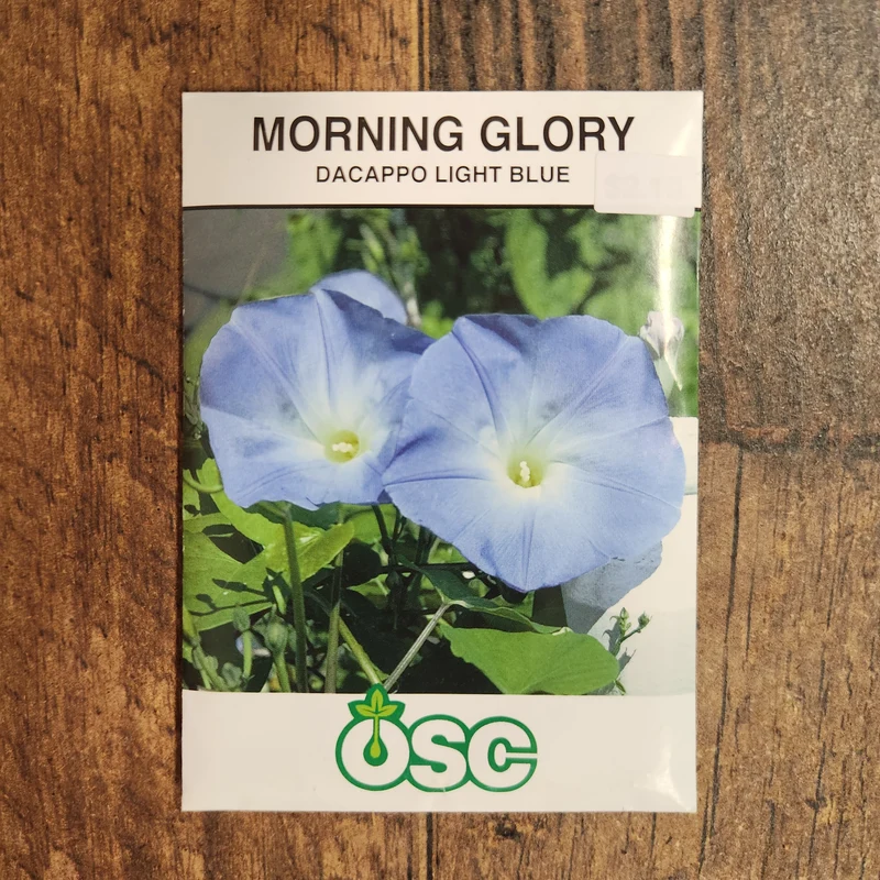 Ipomoea 'Dacappo Light Blue'