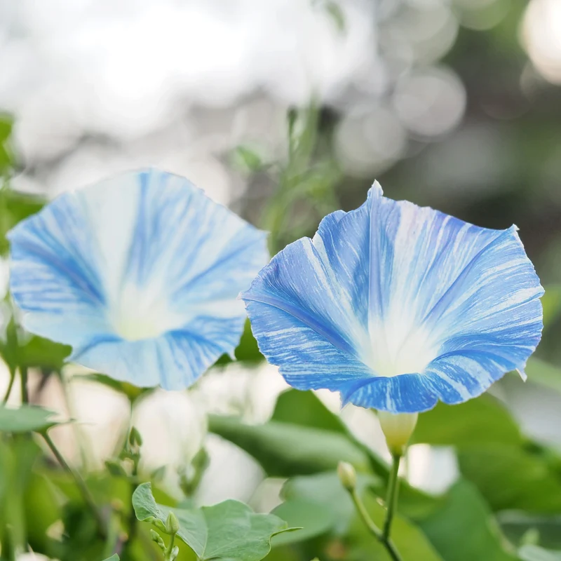 Ipomoea 'Flying Saucers'